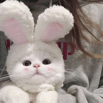 载哥载舞